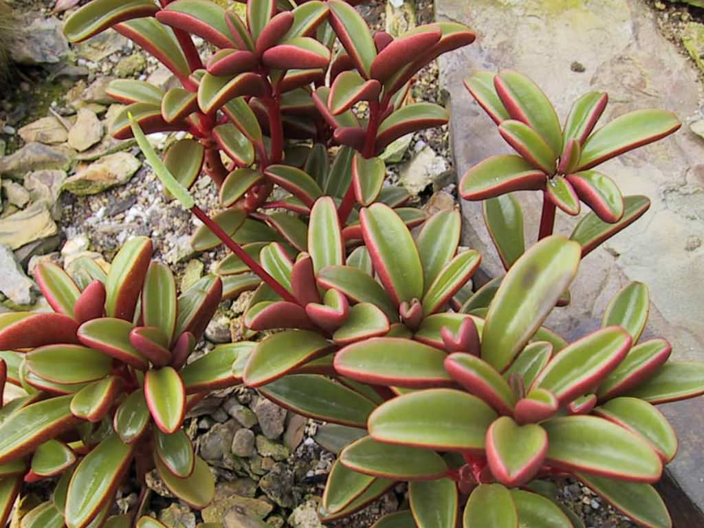 Peperomia graveolens - Ruby Glow Peperomia | World of Succulents