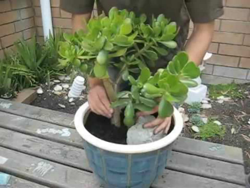 How To Repot A Large Jade Plant World Of Succulents