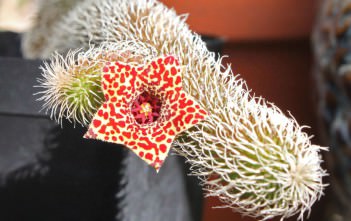 Stapelianthus pilosus Stapelianthus pilosus