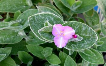 Tradescantia sillamontana – White Velvet Tradescantia sillamontana - White Velvet