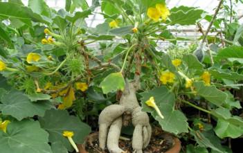 Uncarina roeoesliana Uncarina roeoesliana