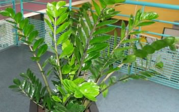 Zamioculcas zamiifolia – ZZ Plant Zamioculcas zamiifolia - ZZ Plant