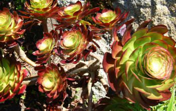 Aeonium ‘Cyclops’ – Giant Red Aeonium Aeonium 'Cyclops' - Giant Red Aeonium