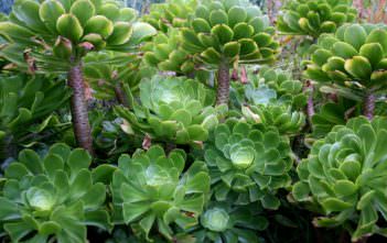 Aeonium undulatum – Stalked Aeonium Aeonium undulatum - Stalked Aeonium
