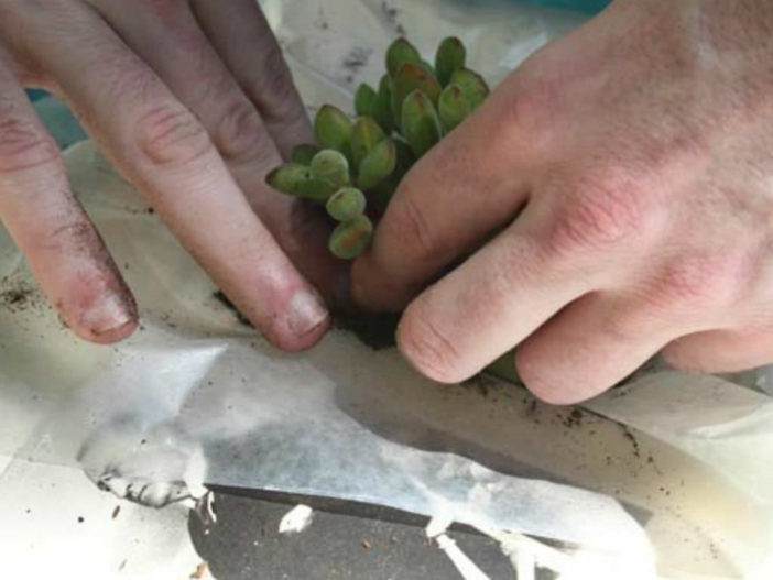 Book Planters for Succulents