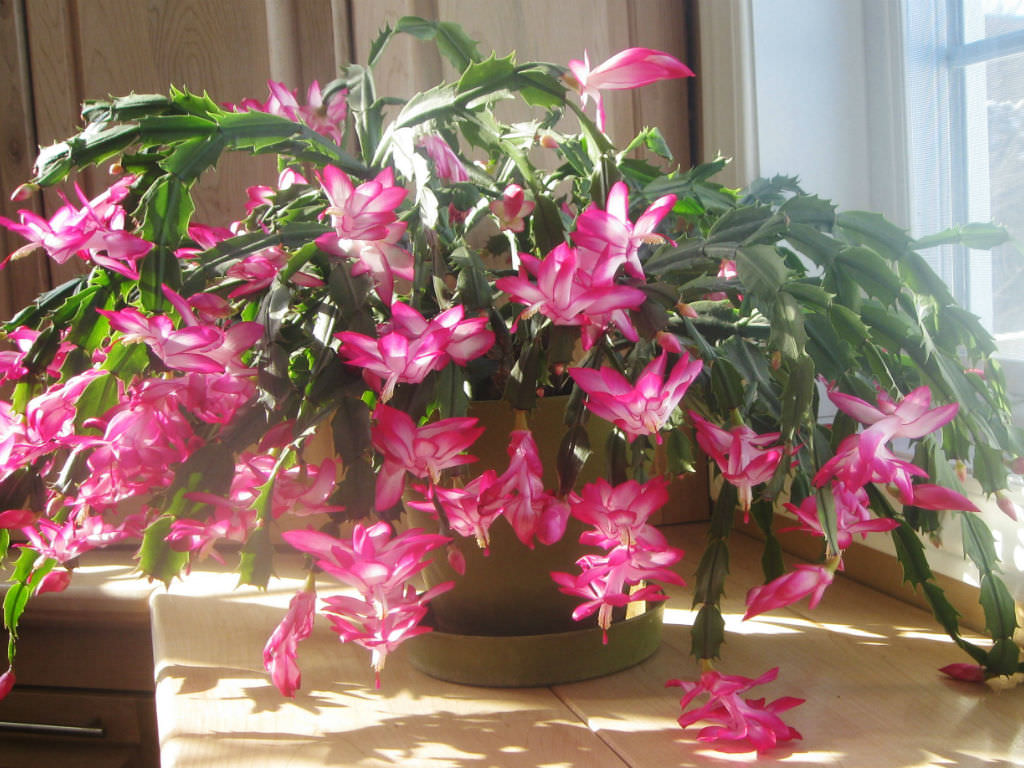 How to Care For and Make a Christmas Cactus Bloom | World of Succulents