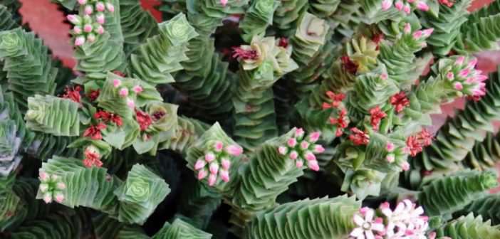Crassula ‘Green Pagoda’ Crassula 'Green Pagoda'