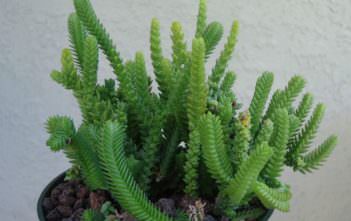 Crassula ‘Imperialis’ – Giant Watch Chain Crassula 'Imperialis' - Giant Watch Chain