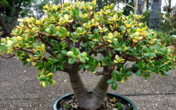 Crassula ovata ‘Hummel’s Sunset’ – Golden Jade Tree Crassula ovata 'Hummel's Sunset' - Golden Jade Tree