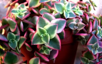 Crassula pellucida subsp. marginalis ‘Variegata’ Crassula pellucida subsp. marginalis 'Variegata'