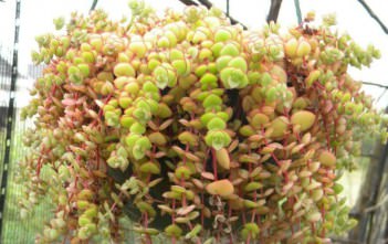Crassula pellucida Crassula pellucida