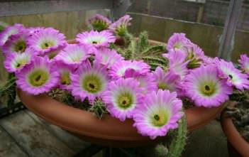 Echinocereus pentalophus – Lady Finger Cactus Echinocereus pentalophus - Lady Finger Cactus