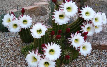 Echinopsis candicans – Argentine Giant Echinopsis candicans - Argentine Giant