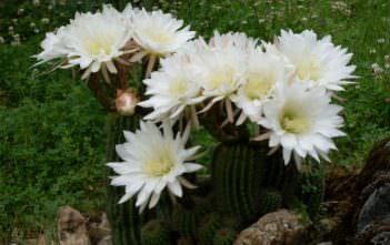 Echinopsis schickendantzii Echinopsis schickendantzii