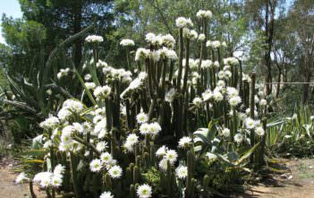 Echinopsis spachiana – Golden Torch Echinopsis spachiana - Golden Torch