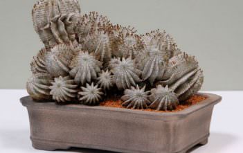 Euphorbia polygona ‘Snowflake’ Euphorbia polygona 'Snowflake'