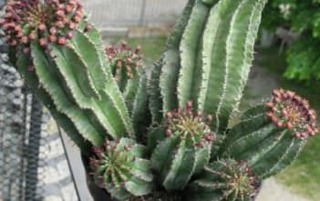 Euphorbia polygona – African Milk Barrel Euphorbia polygona – African Milk Barrel