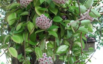 Hoya carnosa – Wax Plant Hoya carnosa - Wax Plant