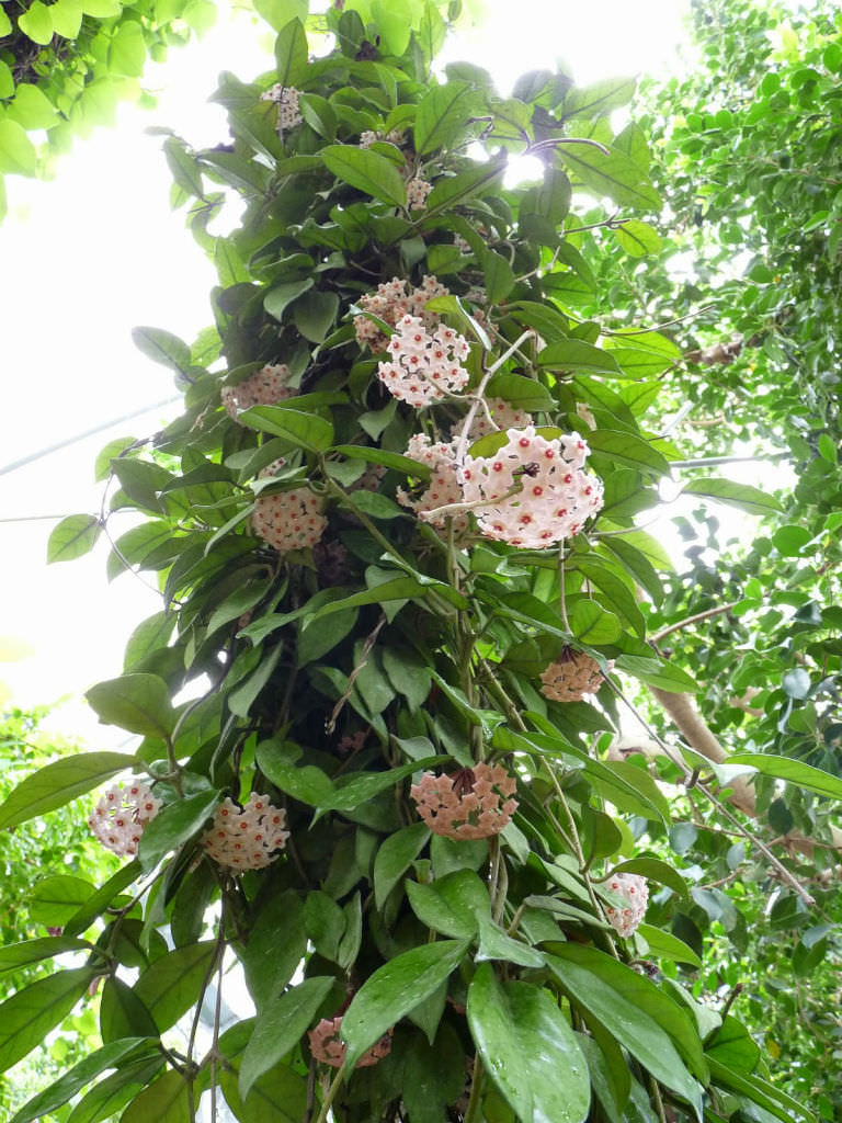 Hoya carnosa Wax Plant3