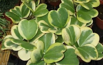 Hoya kerrii ‘Variegata’ – Sweetheart Hoya Hoya kerrii 'Variegata' - Sweetheart Hoya