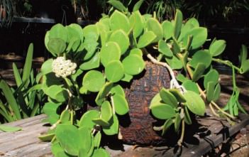 Hoya pachyclada – Wax Plant Hoya pachyclada - Wax Plant