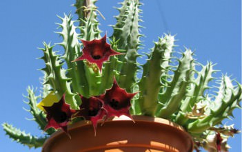 Huernia keniensis – Kenyan Dragon Flower Huernia keniensis - Kenyan Dragon Flower