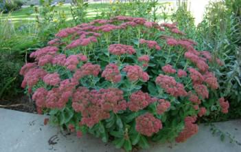 Hylotelephium (Sedum) ‘Autumn Joy’