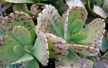 Kalanchoe marmorata – Penwiper Plant Kalanchoe marmorata - Penwiper Plant