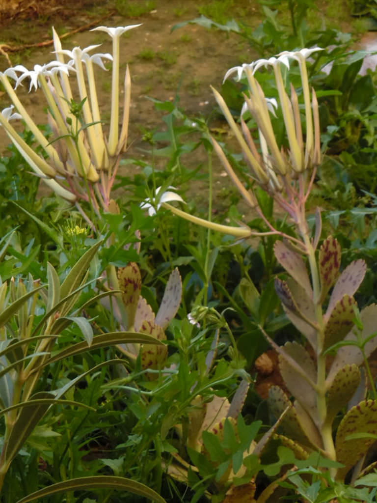 Kalanchoe marmorata - Penwiper Plant | World of Succulents