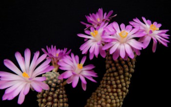 Mammillaria theresae Mammillaria theresae