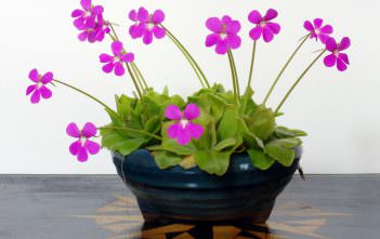 Pinguicula moranensis – Butterwort Pinguicula moranensis - Butterwort
