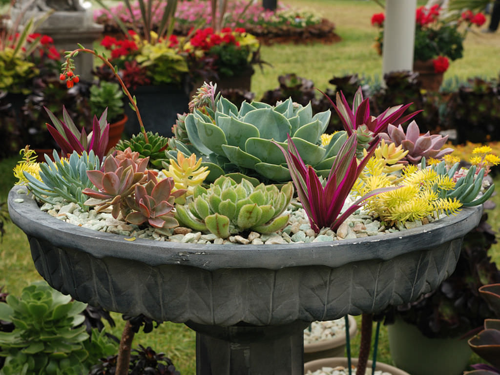 Potted Succulent Gardens World of Succulents