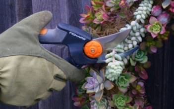 How to Prune Succulents Prune Succulents