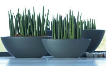 Sansevieria cylindrica – Cylindrical Snake Plant Sansevieria cylindrica - Cylindrical Snake Plant