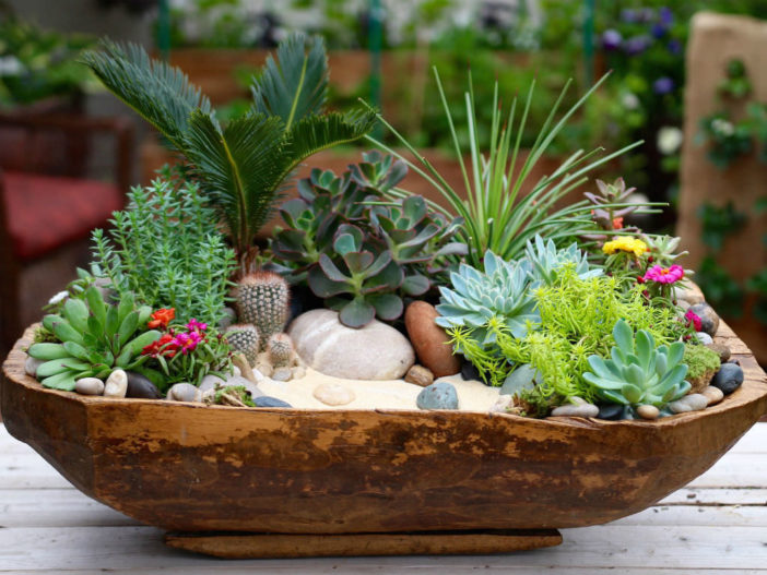 Succulents