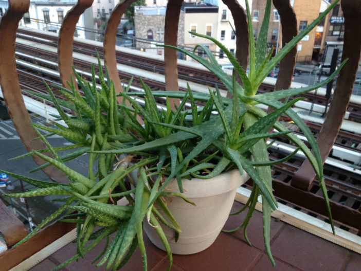 Aloe vera