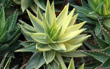 Aloe perfoliata f. variegata – Variegated Mitre Aloe Aloe perfoliata f. variegata - Variegated Mitre Aloe