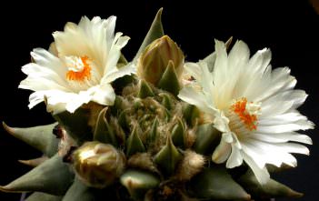 Ariocarpus retusus subsp. trigonus – Star Rock Ariocarpus retusus subsp. trigonus - Star Rock