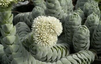Crassula ‘Pangolin’ Crassula 'Pangolin'
