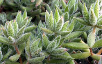 Crassula mesembryanthemoides Crassula mesembryanthemoides