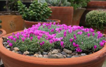 Delosperma sphalmanthoides – Tufted Ice Plant Delosperma sphalmanthoides - Tufted Ice Plant