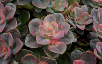 Echeveria ‘Chroma’ Echeveria 'Chroma'