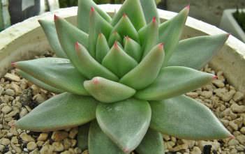 Echeveria agavoides ‘Aquamarine’ Echeveria agavoides 'Aquamarine'