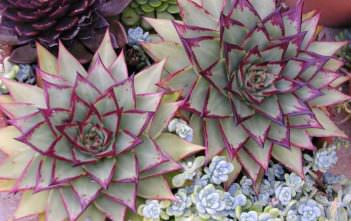Echeveria agavoides ‘Ebony’ – Ebony Wax Agave Echeveria agavoides 'Ebony' - Ebony Wax Agave