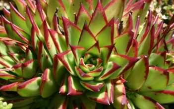 Echeveria agavoides ‘Lipstick’ Echeveria agavoides 'Lipstick'