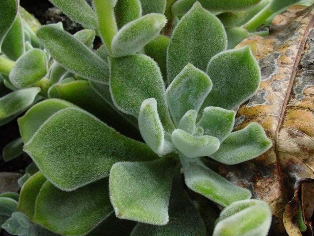 echeveria-pulvinata-plush-plant-world-of-succulents