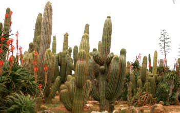 Echinopsis atacamensis – Cardon Grande Echinopsis atacamensis - Cardon Grande
