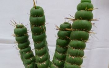 Eulychnia castanea f. varispiralis Eulychnia castanea f. varispiralis