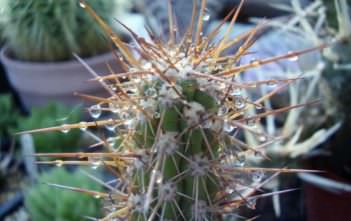 Eulychnia castanea Eulychnia castanea