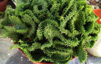 Euphorbia flanaganii f. cristata – Green Coral Euphorbia flanaganii f. cristata - Green Coral